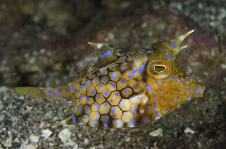 7 Cowfishes Stock Pictures, Editorial Images and Stock Photos ...