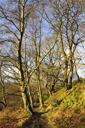 Path Through Bare Trees Deciduous Woodland Editorial Stock Photo ...