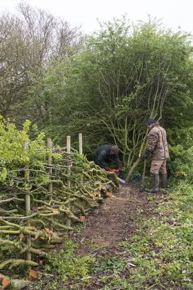 Traditional Hedge Laying Derbyshire Style Stakes Editorial Stock Photo ...