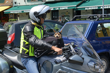 bagster dog