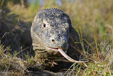 Komodo Dragon Varanus Komodoensis Rinca Komodo Editorial Stock Photo 