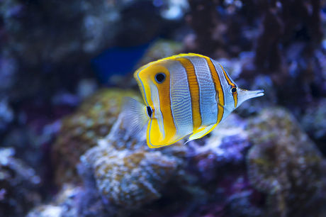 250 Saltwater aquarium Stock Pictures, Editorial Images and Stock ...