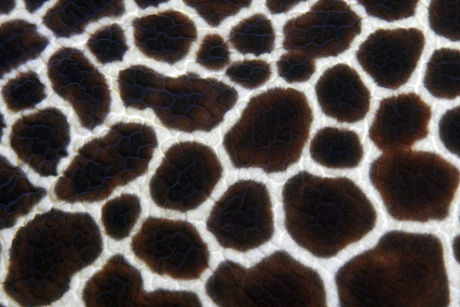 21 Animal stain pattern Stock Pictures, Editorial Images and Stock ...