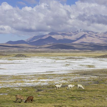 Llamas Lama Glama Front Mountains Putre Editorial Stock Photo - Stock ...