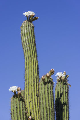 Blooming Echinopsis Chiloensis Cactus La Rioja Editorial Stock Photo ...