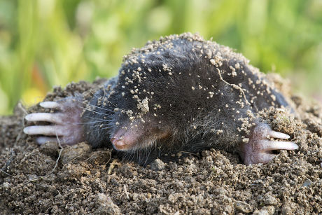 62 Common mole Stock Pictures, Editorial Images and Stock Photos ...