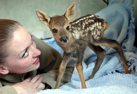 Orphaned Roe Deer Fawn Editorial Stock Photo - Stock Image | Shutterstock