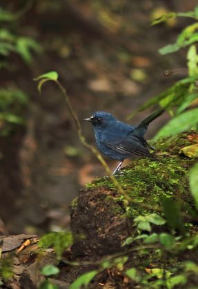 Sunda Robin Myiomela Diana Sumatrana Adult Editorial Stock Photo