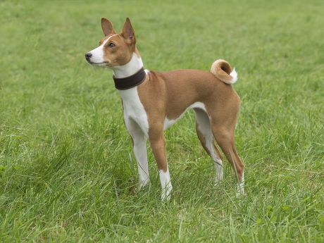 28 Basenji Stock Pictures, Editorial Images and Stock Photos | Shutterstock