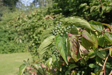 21 Common dogwoods Stock Pictures, Editorial Images and Stock Photos ...