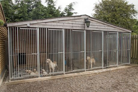 Outdoor Kennels Working Gundogs Yellow Labrador Editorial Stock Photo ...