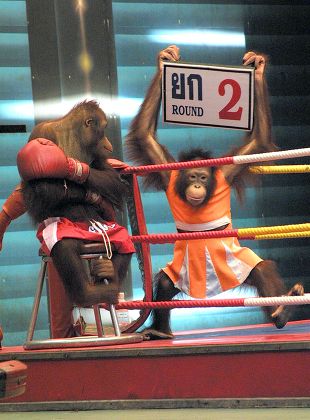 Big Shot Boxing - Monkey Mart