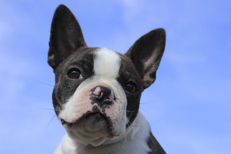 250 Boston terrier Stock Pictures, Editorial Images and Stock Photos ...