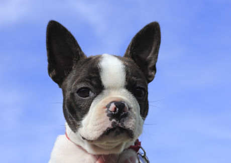 250 Boston terrier Stock Pictures, Editorial Images and Stock Photos ...