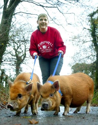 ELLI BURNS FROM PENNYWELL FARM WALKING HER PET PIGS SPOT AND GINGER ROGERS, DEVON, BRITAIN - 2003