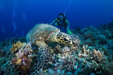 250 Female sea turtle Stock Pictures, Editorial Images and Stock Photos ...