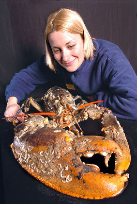 LARRY, A GIANT 15LB COMMON LOBSTER AT THE SEA LIFE PARK, WEYMOUTH, DORSET, BRITAIN - JAN 2004