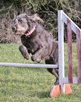 Labradoodle agility best sale