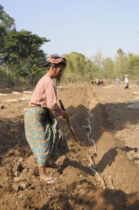 Intha Farmwoman Placing Sugar Cane Cuttings Editorial Stock Photo ...