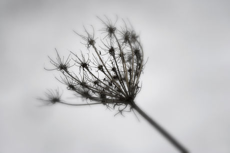 27 Heracleum sphondylium Stock Pictures, Editorial Images and Stock ...