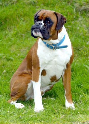 BENSON THE BOXER DOG WHO FELL FROM CLIFFS NEAR COUNTISBURY ONLY TO ...