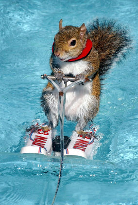 Twiggy Water Skiing Squirrel Showing Off Editorial Stock Photo - Stock ...