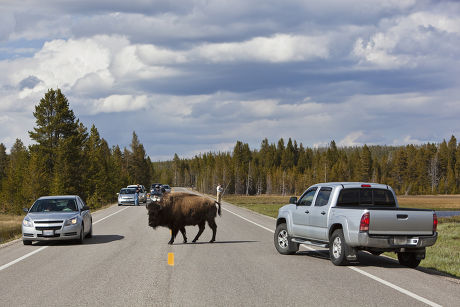 Cars American Bison American Buffalo Bison Editorial Stock Photo ...