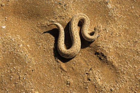 50 Bitis Stock Pictures, Editorial Images and Stock Photos | Shutterstock