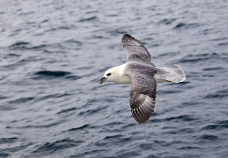 57 Bird flight perspective Stock Pictures, Editorial Images and Stock ...