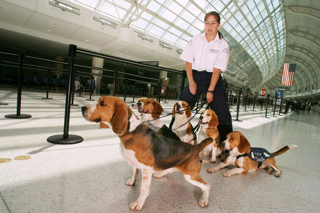 are beagles good service dogs