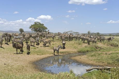 83 Horses drinking water Stock Pictures, Editorial Images and Stock ...