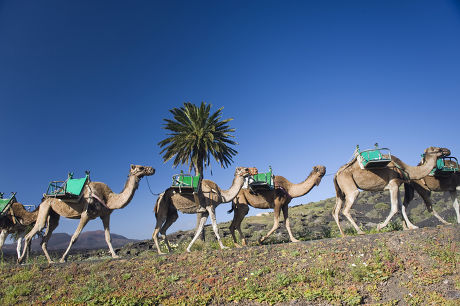 250 Camel Caravans Stock Pictures, Editorial Images And Stock Photos 