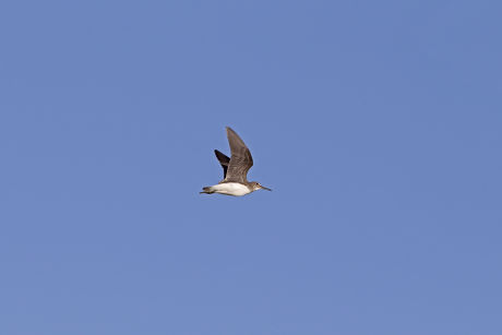 Green Sandpiper Tringa Ochropus Juvenile Flight Editorial Stock Photo 