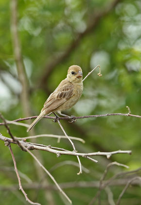 Ruddybreasted Seedeater Sporophila Minuta Centralis Adult Editorial