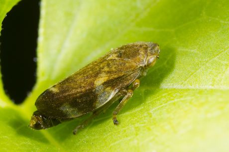 33 Froghopper Stock Pictures, Editorial Images and Stock Photos ...