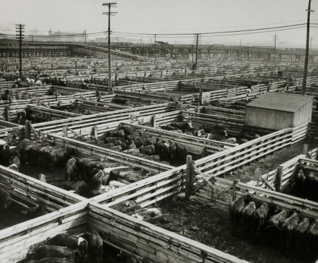 40 Chicago stockyards Stock Pictures, Editorial Images and Stock Photos ...