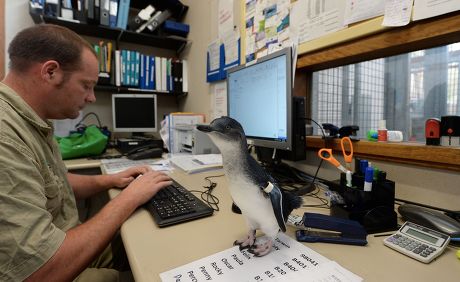 Baby Penguin Miss Wing Keepers Office Editorial Stock Photo - Stock Image |  Shutterstock