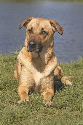 9 Dog laying on back Stock Pictures, Editorial Images and Stock Photos ...