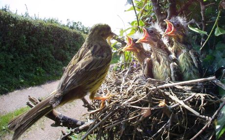 Corn Bunting Feeding Chicks Nest Exposed Editorial Stock Photo Stock corn-bunting-feeding-chicks-nest-exposed-editorial-stock-photo-stock