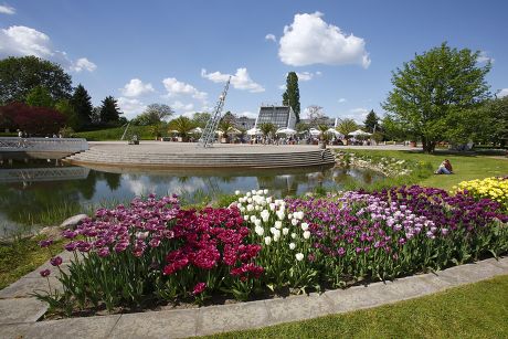 Tulipan Tulips Bloom Kalenderplatz Square Britzer Editorial Stock Photo