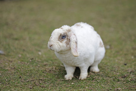 Dwarf Rabbit Domestic Rabbit Floppy Ears Editorial Stock Photo - Stock ...
