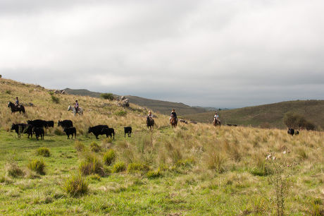 Gauchos Round Cattle Branding Cattle Station Editorial Stock Photo ...