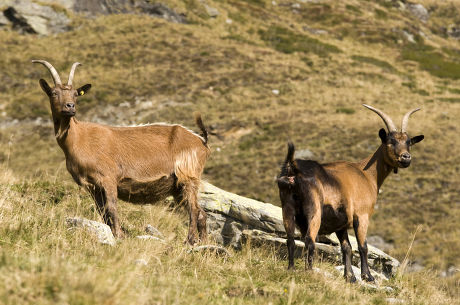 Passeirer Mountain Goats Oberglanegg Alpine Pasture Editorial Stock ...