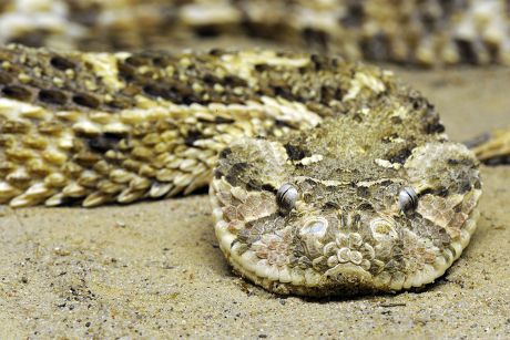 50 Bitis Stock Pictures, Editorial Images and Stock Photos | Shutterstock