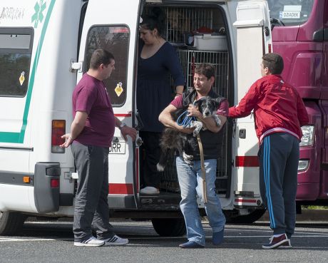 Stray Dogs Imported From Romania By The Charity K9rescue Are Handed Over To Recipients At Lakeside Services ( Thurrock) Following Their Arrival Via Eurostar. Picture David Parker 5.04.14 Reporter Lucy Osborne.