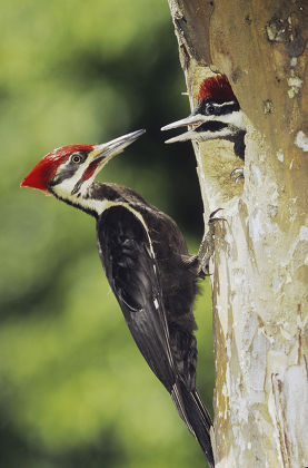 Pileated Woodpecker Dryocopus Pileatus Male Feeding Editorial Stock