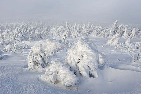 Snowcovered Spruce Trees Brocken Blocksberg Harz Editorial Stock Photo ...