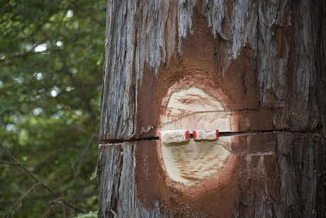 Logging Redwoods Fort Bragg Northern California Editorial Stock Photo