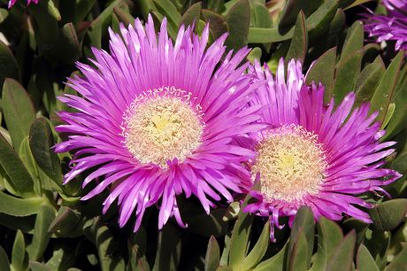 62 Hottentot Stock Pictures, Editorial Images and Stock Photos ...