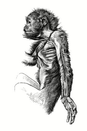 3 Chiropotes Stock Pictures, Editorial Images and Stock Photos